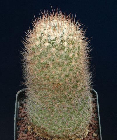 Escobaria_chihuahuensis